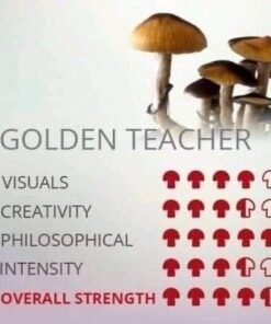 golden teacher mushroom