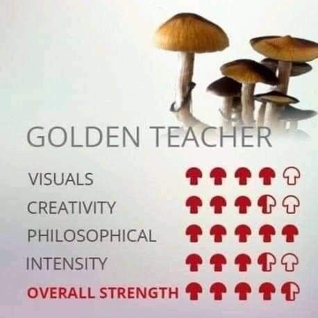 golden teacher mushroom