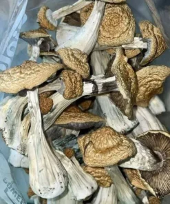 golden teacher mushroom