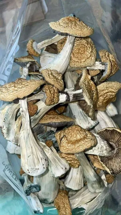 golden teacher mushroom