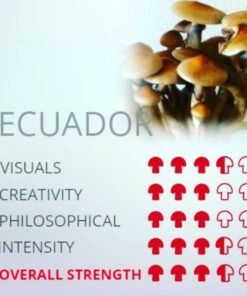ecuador mushroom