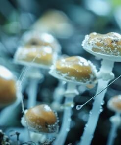 Spore syringes