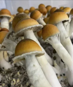 kolumbianische Pilze