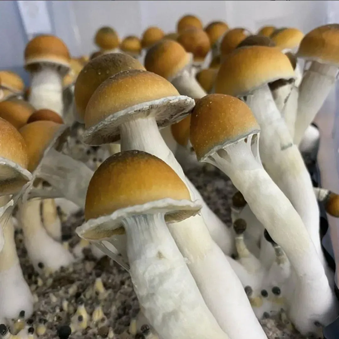 kolumbianische Pilze