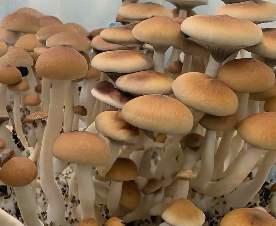 kolumbianische Pilze