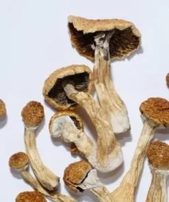 ecuador mushroom