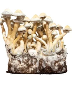 albino a+