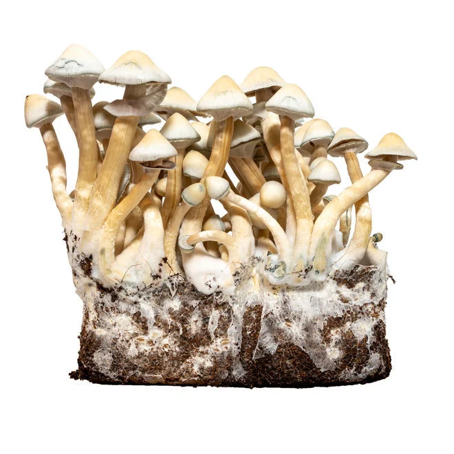 albino a+