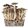 hawaii mushrooms