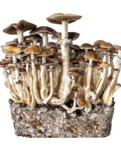 hawaii mushrooms
