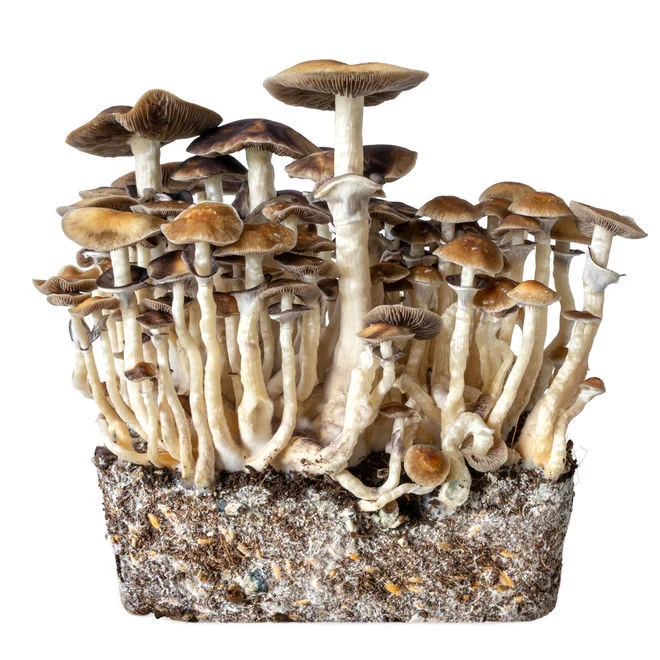 hawaii mushrooms