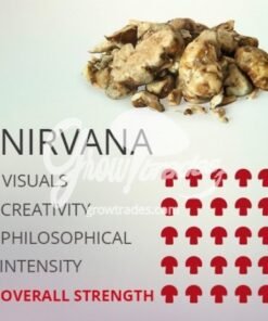 nirvana center Mushroom