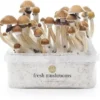 mckennaii mushroom
