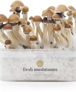 mckennaii mushroom