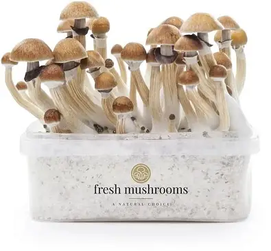 mckennaii mushroom