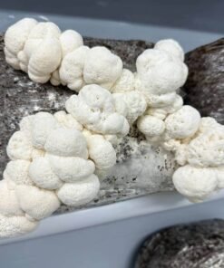 lion’s mane mushroom grow kit