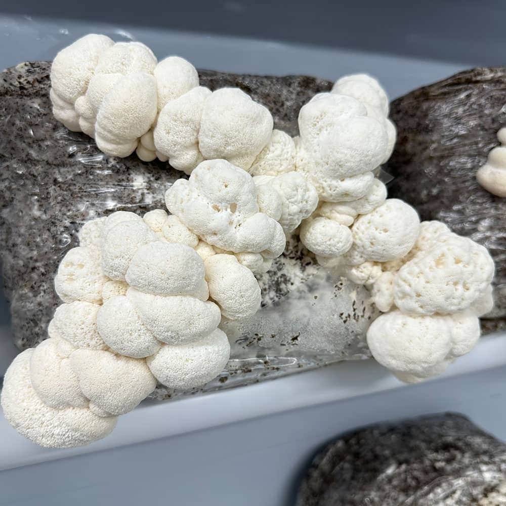 lion’s mane mushroom grow kit