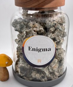 Enigma Magic Mushrooms