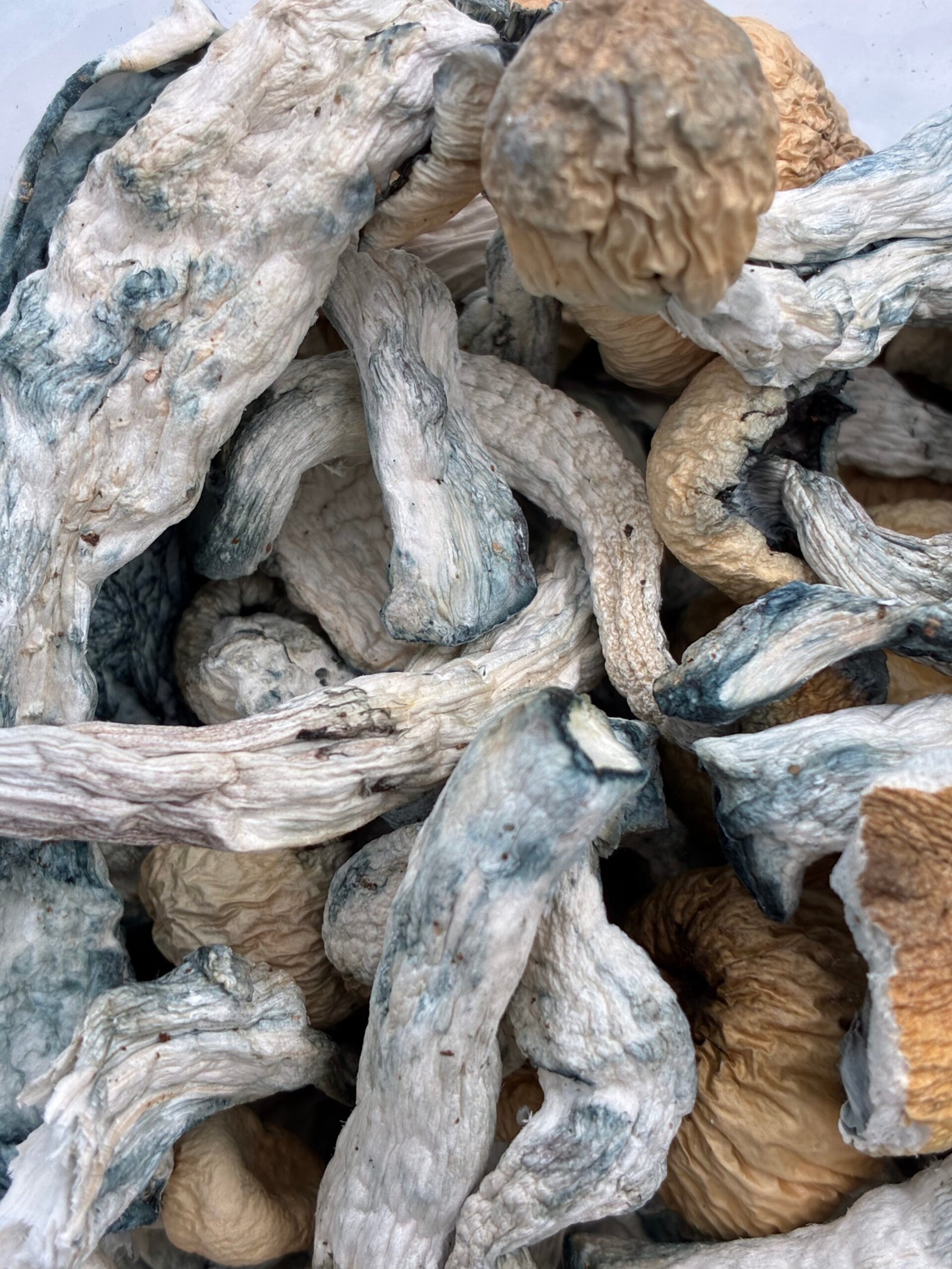 Creature Magic Mushrooms
